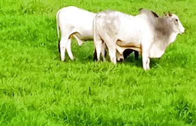 Imagem 6: Fazenda de 78 há em Bonfim MG