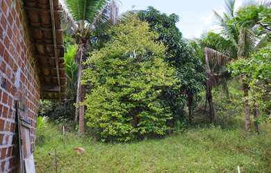 Imagem 4: VENDO SITIO EM CATU