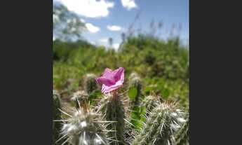 Imagem: Sítio Olaria - Pedro II - PI - Brasil