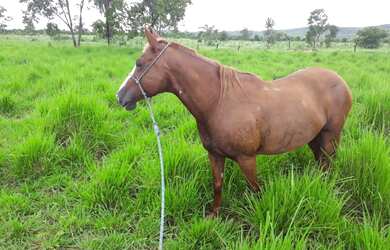 Imagem 2: 79 Alqs Ótima em Água Terra e Logística Região Natividade TO