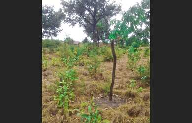 Imagem 5: São verissimo Terreno / lote com venda por R$8.000