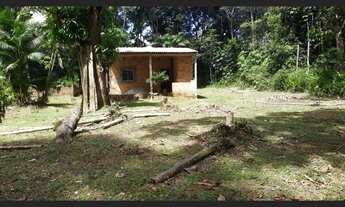 Imagem 5: Vendo Sitio com 50 pés de cupuaçu, 10 de uxi, açai, mari