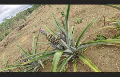 Imagem 5: Vendo Terreno de 5640m² em Barra do Choça