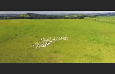 Imagem 5: Fazenda de 722 há Oeste Mineiro MG