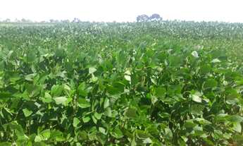 Imagem 2: HIPER FAZENDA NA BAHIA