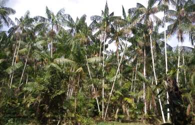 Imagem 4: Fazenda 325 hectares a 180 km de Belém com 60 mil pés de açaí R$3,6 milhões