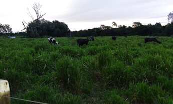 Imagem 5: R$800 mil fazendola 52 hectares a 20 km de Castanhal PA documentada