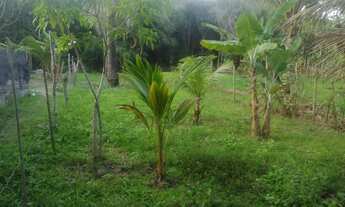 Imagem 7: Casa em reforma com terreno em Imbassaí - Nascente natural e árvores frutíferas