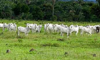 Imagem: FAZENDA PERTO DE CUIABA MT COM 174 HECTARES