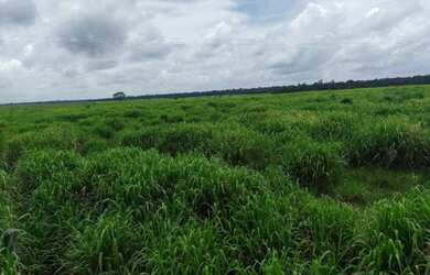 Imagem 7: R$8.000.000 fazenda de 230 Alqueires com 160 abertos