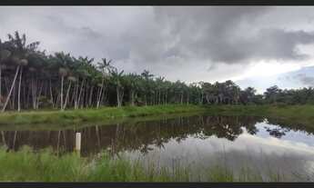 Imagem 4: Fazenda 61 alqueires com 50 mil pés de açaí e 25 alqueires em pasto R$3.5 milhões