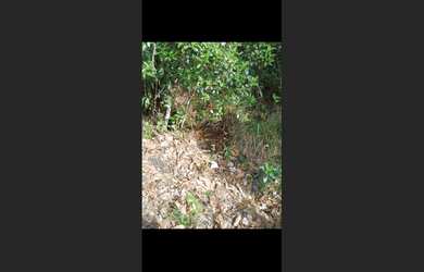 Imagem 4: Terreno de 40 mil mt em Itatiaiuçu mg