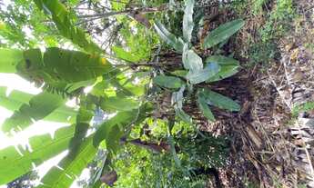 Imagem 7: Vendo Sítio em Ilheus-Ba