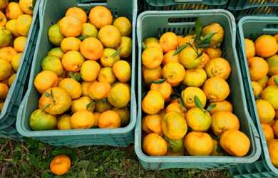 Imagem 7: SÍTIO COMPLETO PRODUTIVO EM VITOR MEIRELES - SC