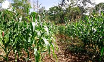 Imagem 4: Terreno de 9 há em Itaguara MG