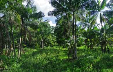 Imagem 4: VENDO TERRENO AGRICULA À 20 KM DE CASTANHAL (EM INHANGAPI) TEM MAIS DE 3 MIL TOUCEIRAS DE