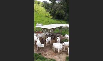 Imagem 9: Fazenda de 404 há em Oliveira