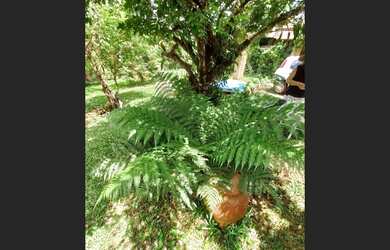 Imagem 5: Sítio Bairro Dos Paulistas, próximo á rodovia Fernão Dias, acesso para Bom Repouso MG