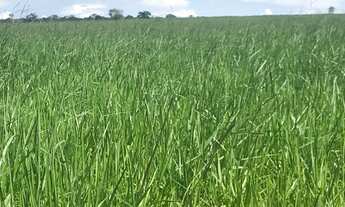 Imagem 6: Fazenda em Barra do Garças-MT