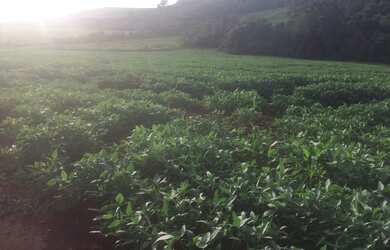 Imagem 4: Sitio mecanizado