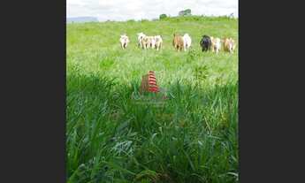 Imagem 7: Fazenda p/gado c/ 1.000 tarefas, em Nossa Senhora das Dores por R$ 10 mil reais a tarefa!