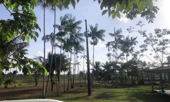 Imagem 7: 175 hectres no Pará prontos por 780 mil reais