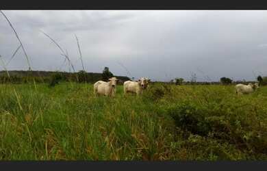 Imagem 2: 410 alqueires Fazenda em Tailandia por 35 mil o alqueire toda pronta e documentada