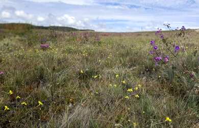 Imagem 5: Três hectares de paz e beleza na Serra do Intendente, com nascentes