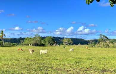 Imagem 7: Fazenda em Mata de São João-Ba