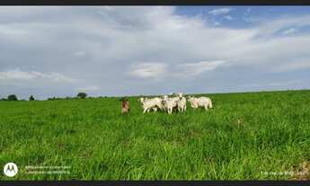 Imagem 6: 17 alqueires com 15 abertos pronta fica a 30 km de Castanhal-PA por R$1.300.000