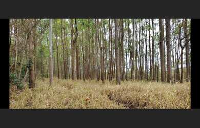 Imagem 2: Terreno de 17 ha em Passa Tempo MG