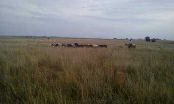 Imagem: Vende-se uma bela fazenda em Alegrete RS