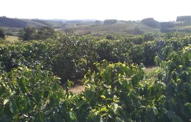 Imagem 4: Sítio de 1 Alqueire Formado em Café e abacate no Sul de Minas Gerais