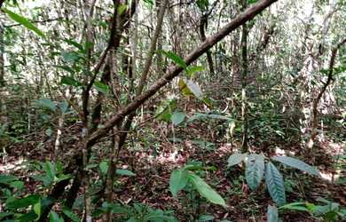 Imagem 4: Terreno de 40 há em Itaguara MG