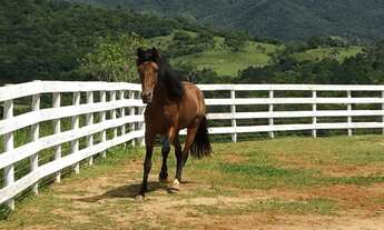 Imagem: Sitio à venda em Florianópolis no bairro