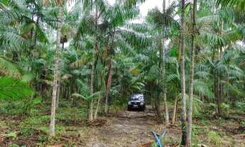 Imagem: Sítio 14,29 hectares com açaizal de 18