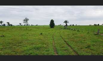 Imagem: Fazenda 640 alqueires pronta no pasto no