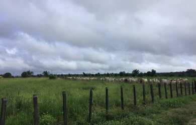 Imagem 3: Fazenda 1400 hectares a 250 km de Belém-PA porteira fechada com gado