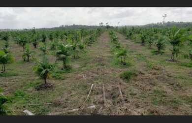 Imagem 6: Baixou R$35 milhões fazenda 11.945 hectares pronta e documentada Maranhão