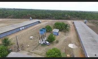 Imagem 3: 3 galpão pra granja 75 mil frangos em pleno funcionamento poço 250 hectares