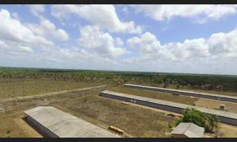 Imagem 7: 3 galpão pra granja 75 mil frangos em pleno funcionamento poço 250 hectares