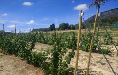 Imagem 3: Sítio 13 hectares em Barra da Estiva-Ba
