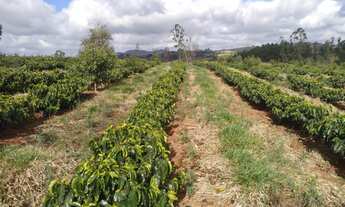 Imagem 2: Sítio de (1 1/2 Alqueire ) Formado em Café e abacate no Sul de Minas Gerais