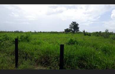 Imagem 3: Fazenda 100 alqueires na Br316 com 80% de abertura em pasto R$7 milhões