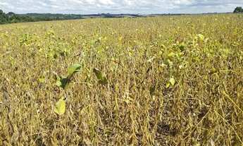 Imagem 6: FAZENDA À VENDA – PITANGA-PR