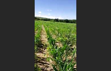 Imagem 2: Fazenda de 332 ha em Curvelo