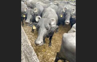Imagem 2: 300 alqueires com 300 búfalos a 120km de Belém casa sede grande e de vaqueiro