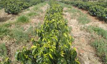 Imagem 3: Sítio de (1 1/2 Alqueire ) Formado em Café e abacate no Sul de Minas Gerais