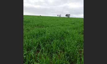 Imagem 5: Fazenda em Barra do Garças-MT