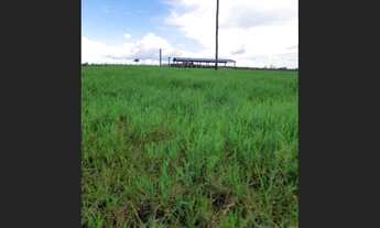Imagem: 50 hectares 80 pasto no Pará pronta por
